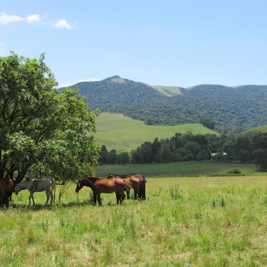 Evergreen Cabin Karkloof Villa Karkloof Nature Reserve Bagian luar foto